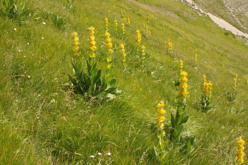 in alta quota nei miei Sibillini